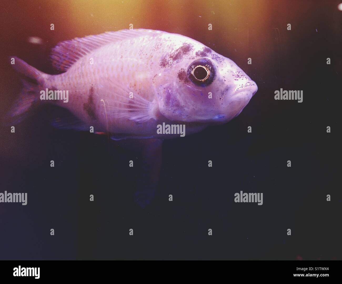 Tropical fish aquarium hires stock photography and images Alamy