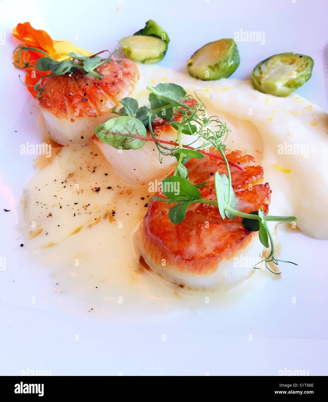 Braised scallop entrée at upscale gourmet restaurant, New York City