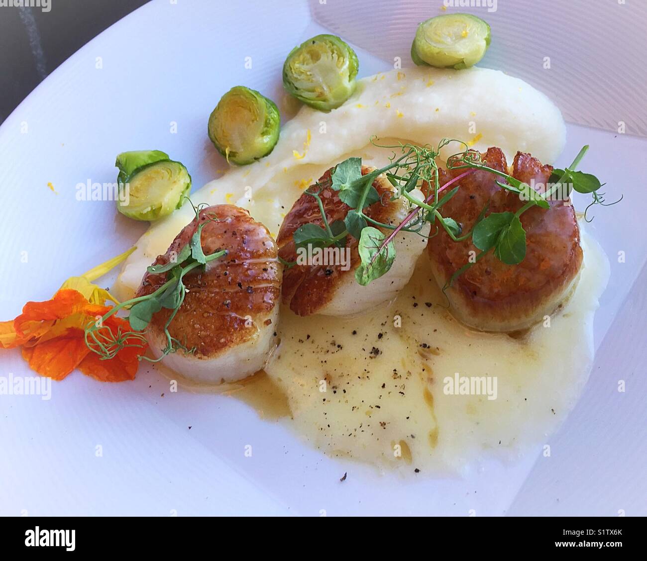 Braised scallop dish at upscale gourmet restaurant, New York City, USA - Smartphone Captured Stock Image