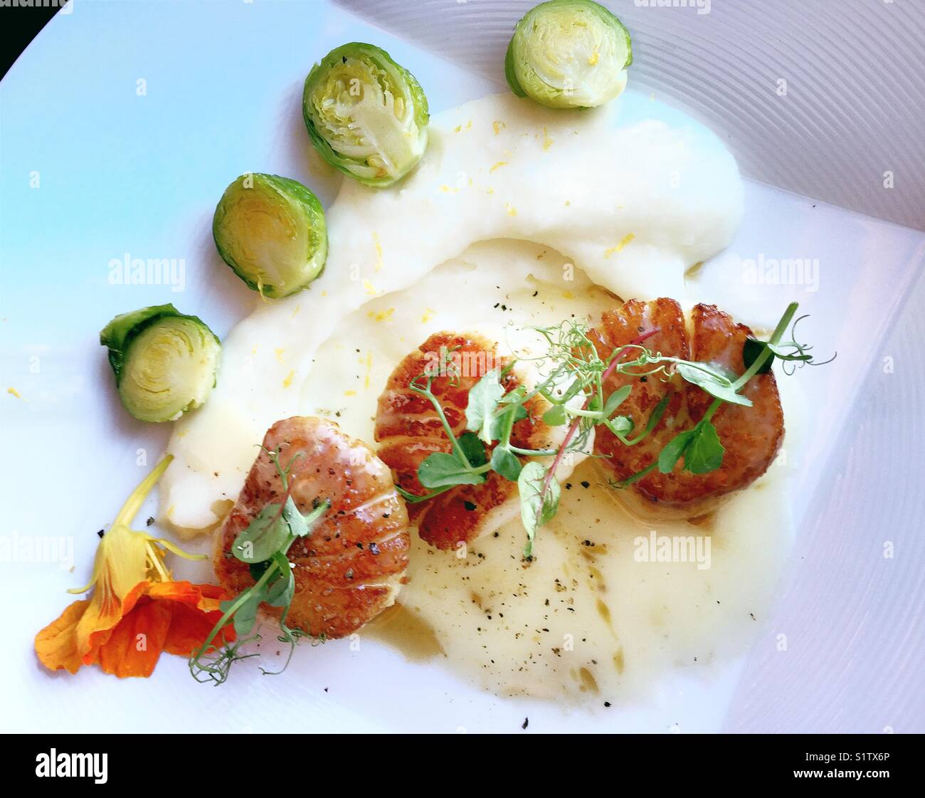 Braised scallop dish at upscale gourmet restaurant, New York City, USA - Smartphone Captured Stock Image