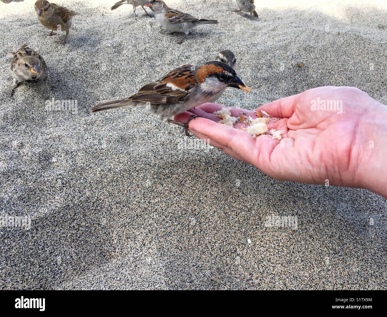 Feeding Iago Sparrows by hand - Smartphone Captured Stock Image