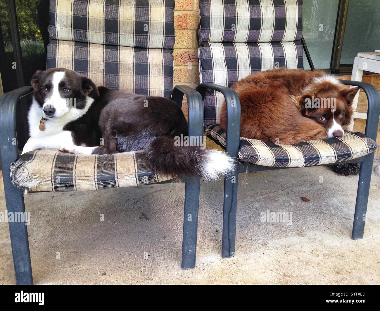 Two cute border collie dogs laying in their chairs facing outwards Stock Photo Alamy