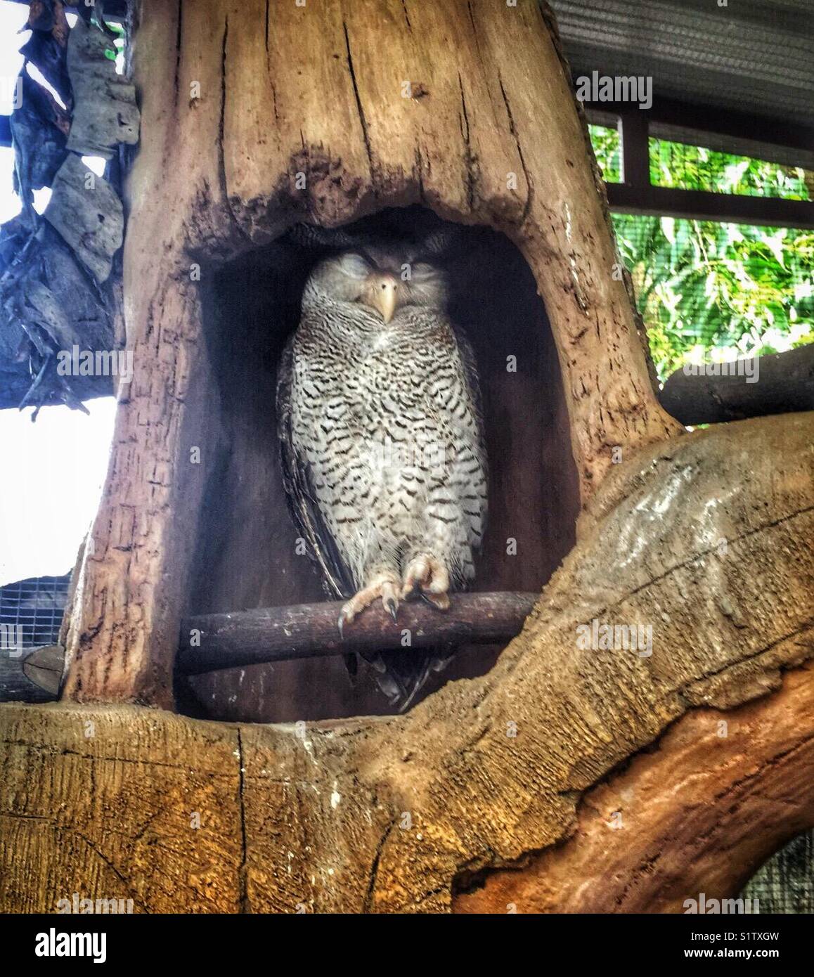 Owl Stock Photo