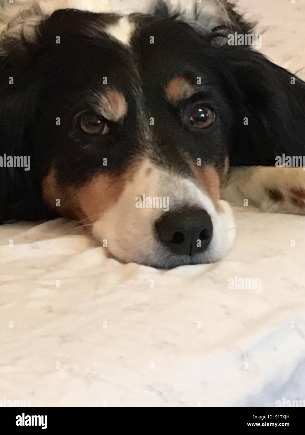 Pensive puppy - Smartphone Captured Stock Image