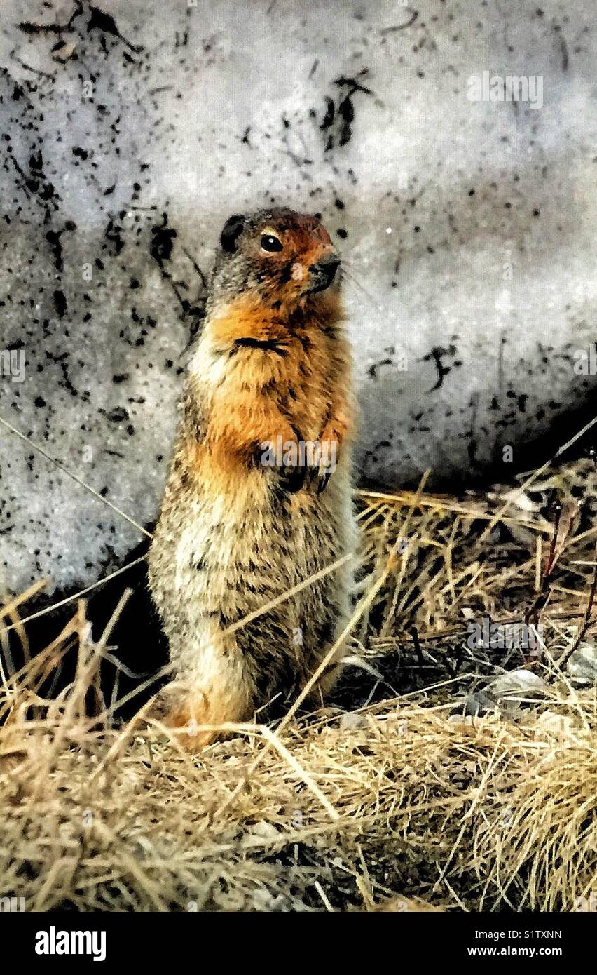 Colombian Ground squirrel - Smartphone Captured Stock Image