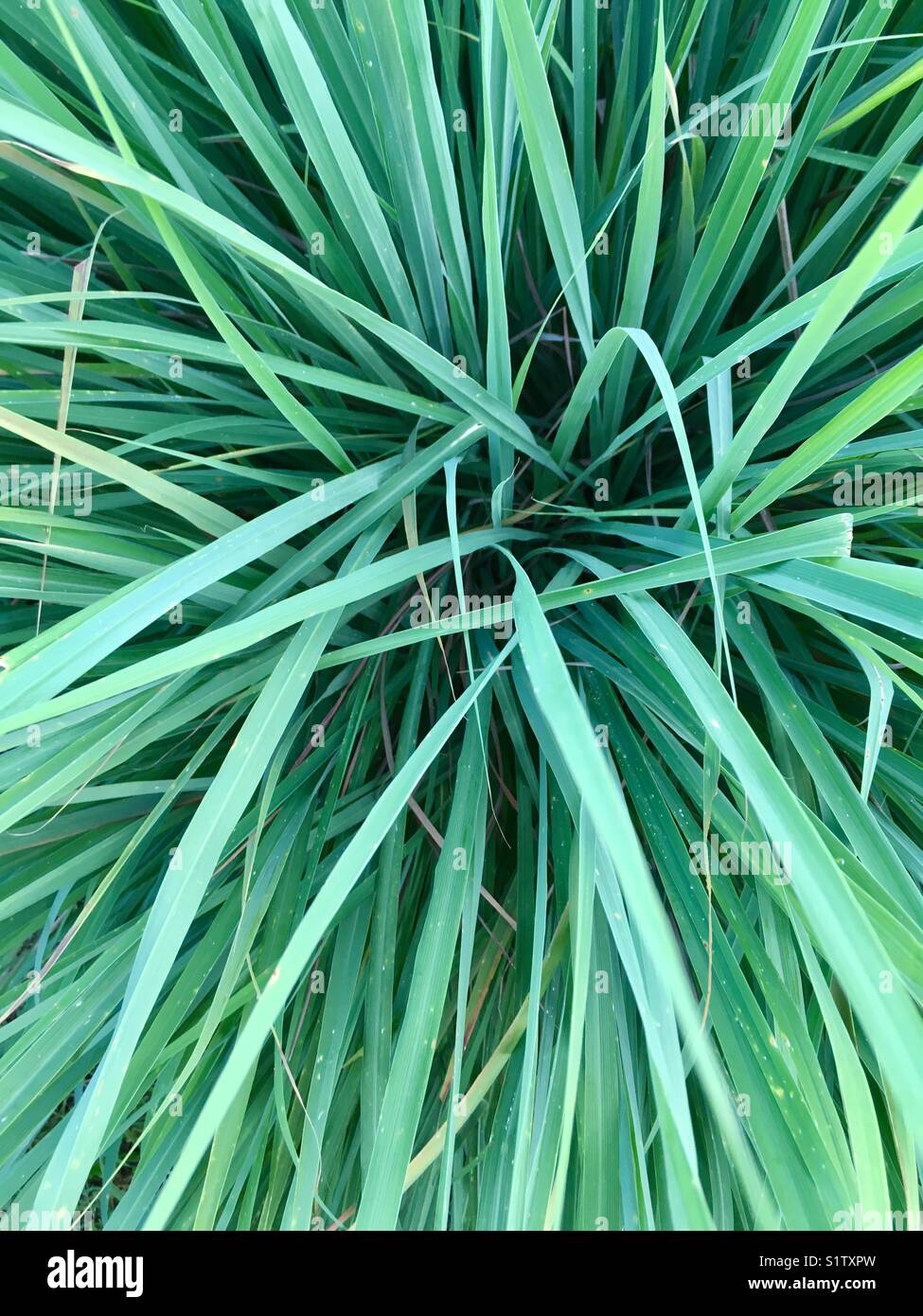 Lemongrass view from above. - Smartphone Captured Stock Image
