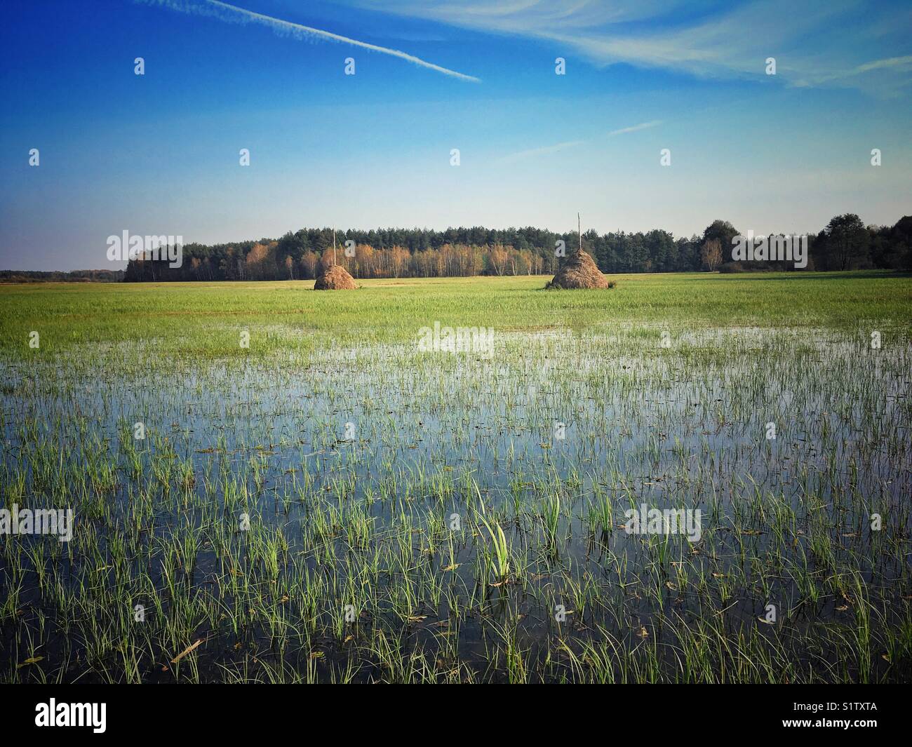 Flooded meadow in Masovia region of Poland Stock Photo