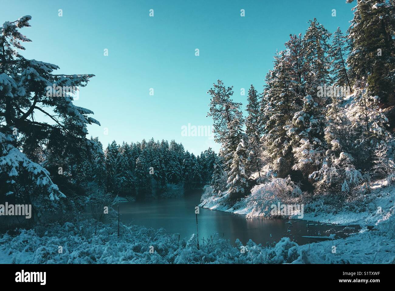 Serene snowy winter landscape. Space for copy. Stock Photo