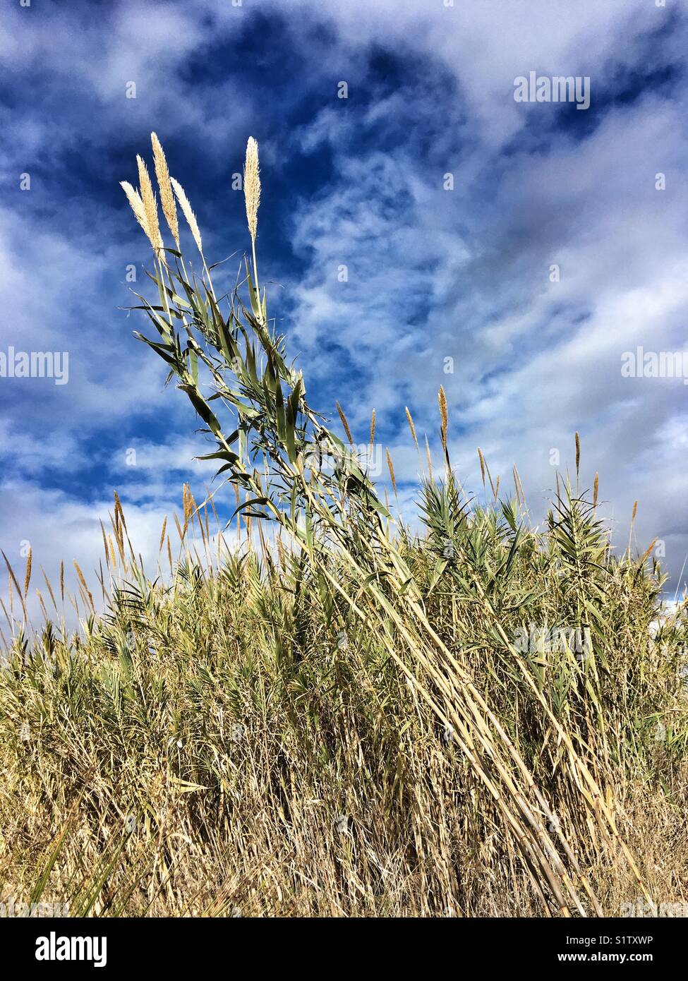 Arundo donax, Giant cane in Andalucia, Spain - Smartphone Captured Stock Image