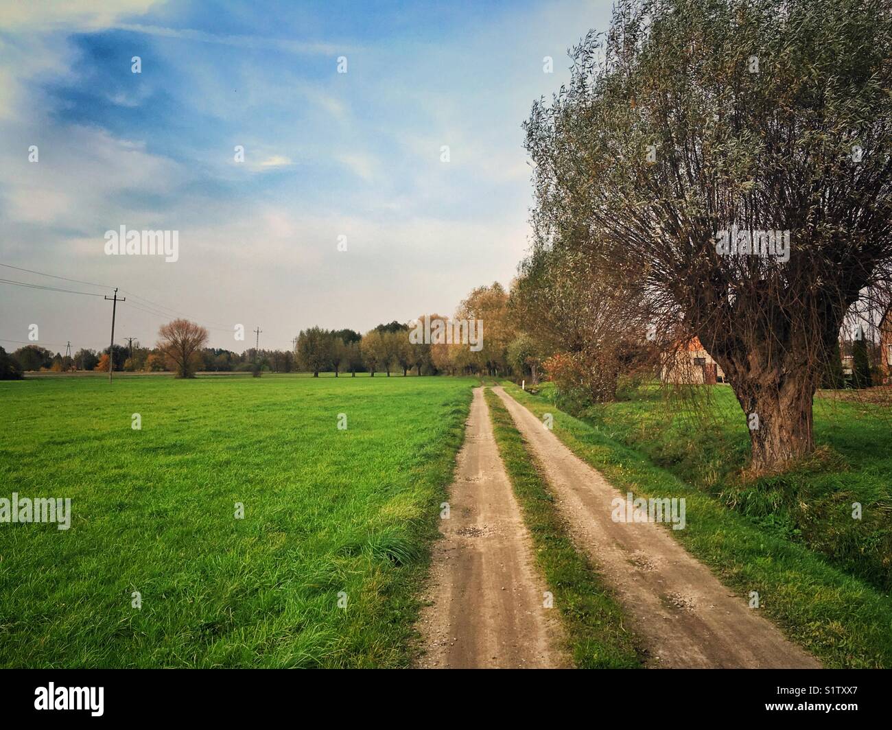Country road and willow trees in Zelazowa Wola village in Poland
