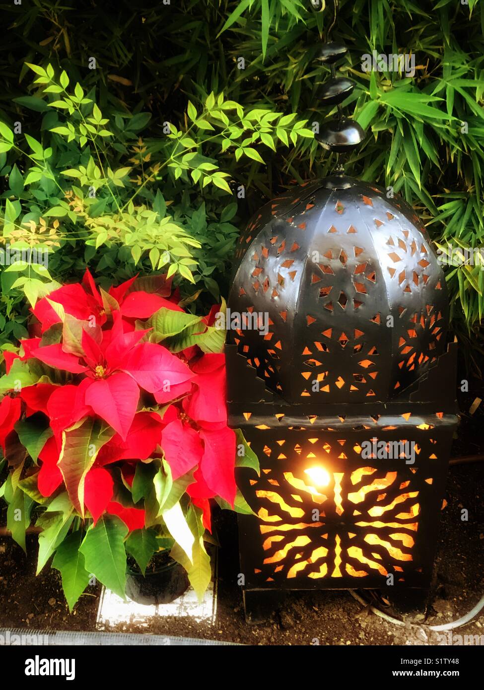 Red poinsettia and lantern Christmas decorations Stock Photo