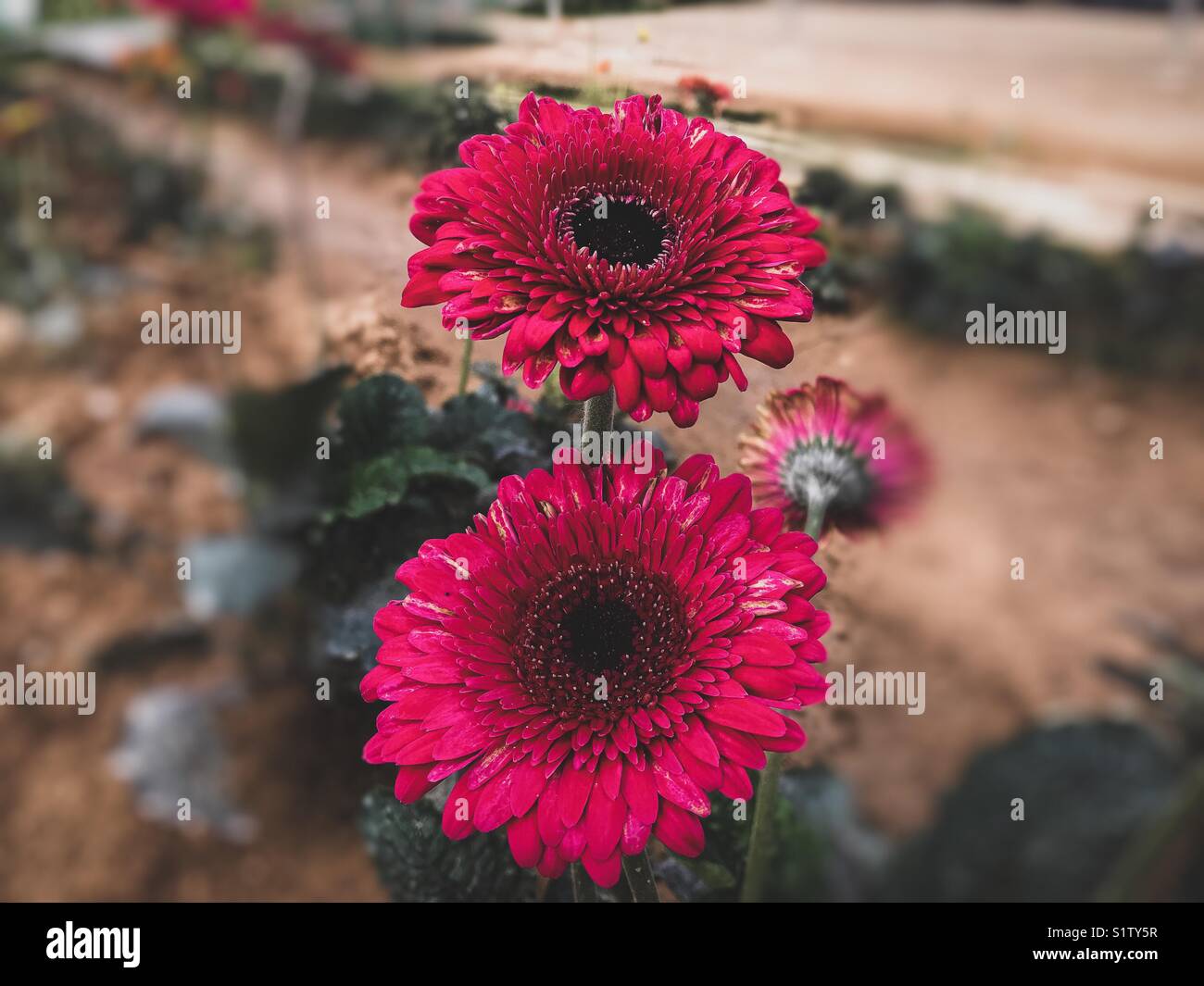 Pink Sunflower in flower garden from Cameron Highlands, Malaysia Stock