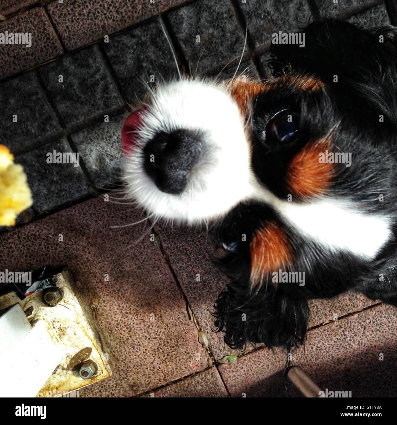 Can You Take Dogs Into Cafes