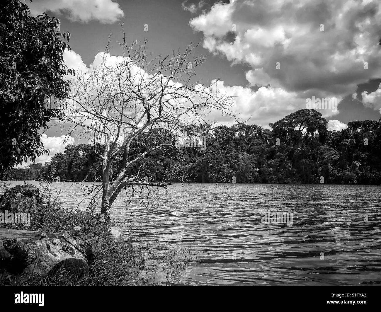 Dry tree in the lakeshore against cloudy sky in black and white - Smartphone Captured Stock Image