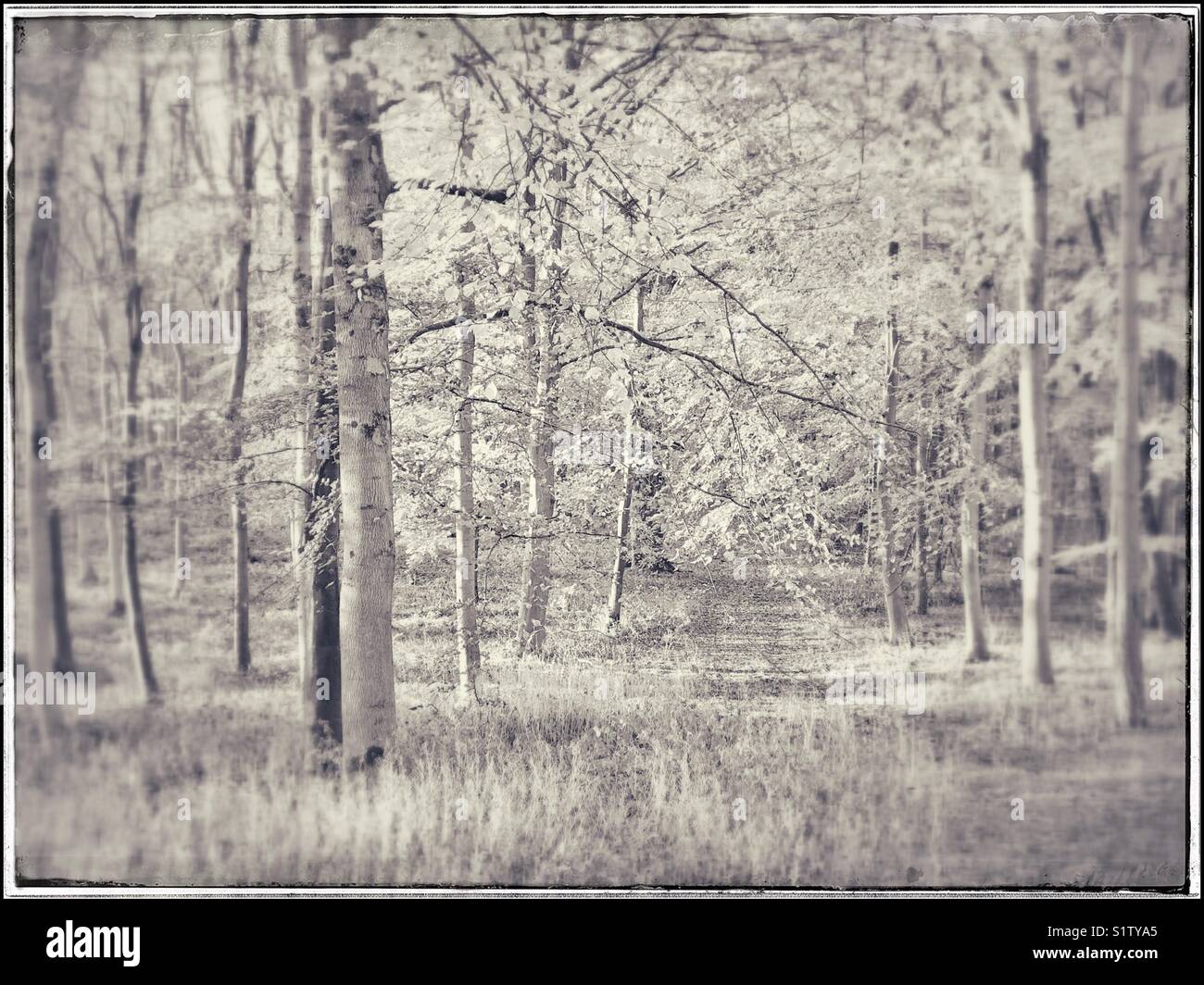 An ethereal image of the path through a woodland. Has it been snowing? A landscape image with multiple uses. Photo Credit - © COLIN HOSKINS. Stock Photo