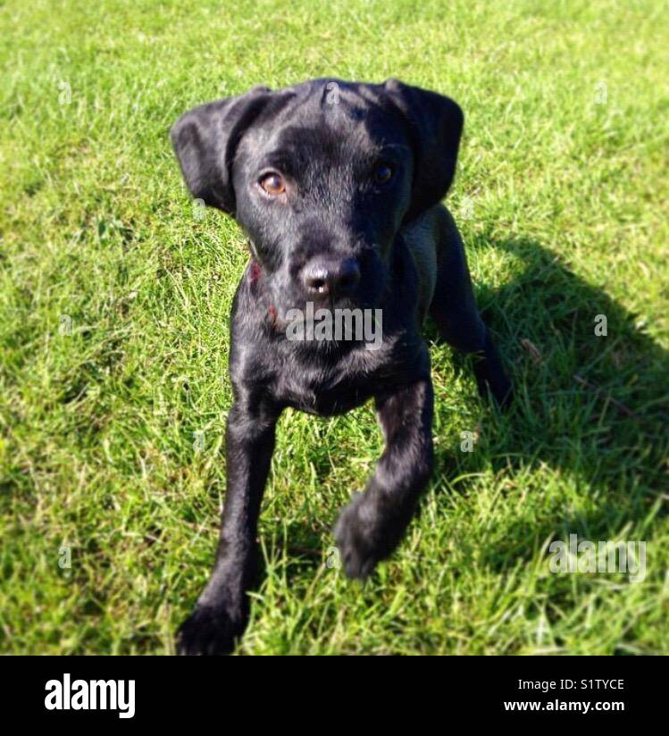 Spaniel / terrier dog Stock Photo