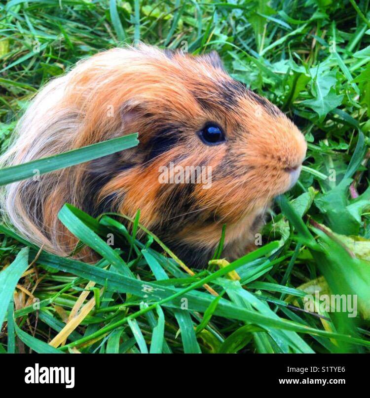 Guinea pig in grass Stock Photo Alamy