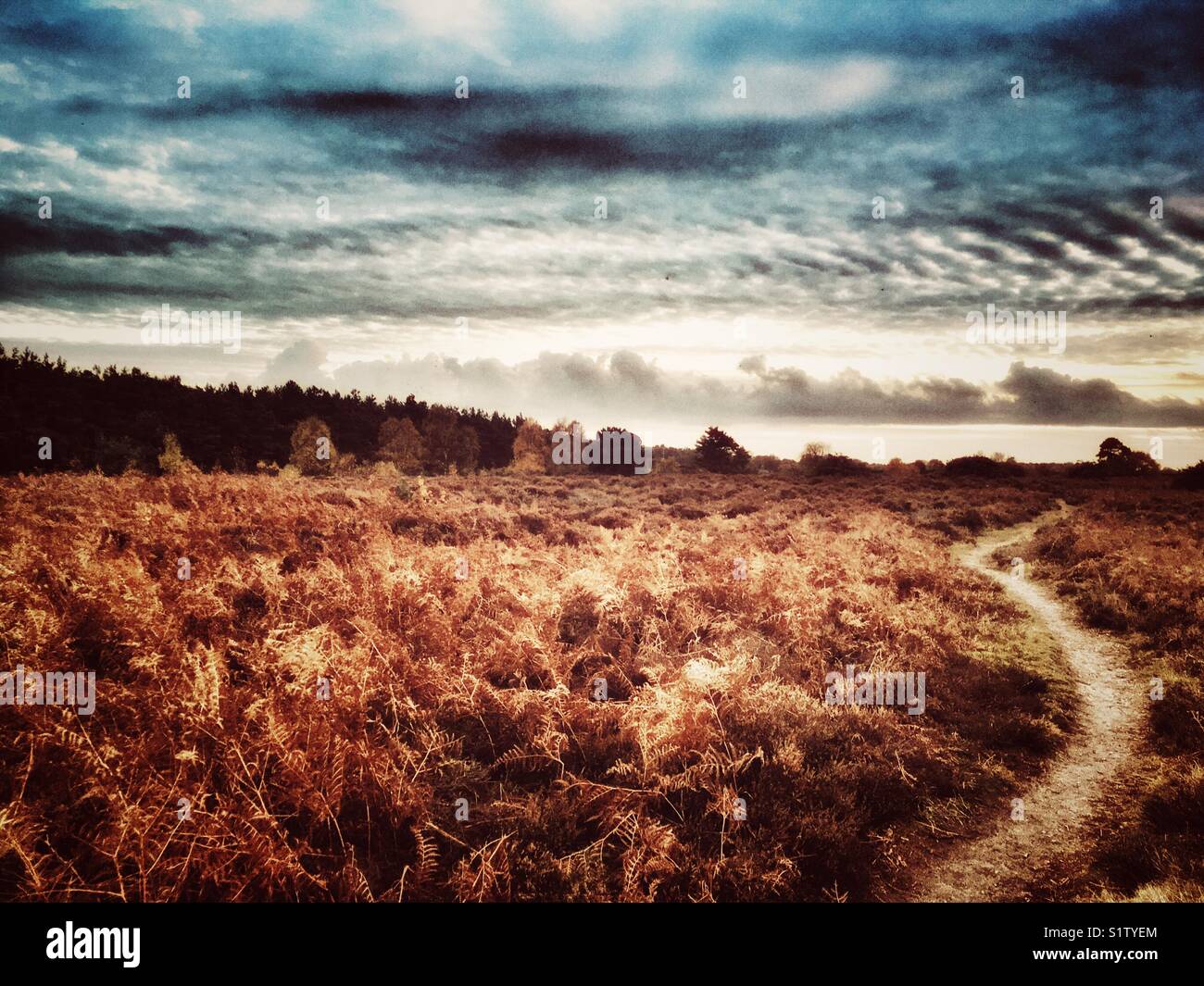 Sutton Heath Suffolk England - Smartphone Captured Stock Image