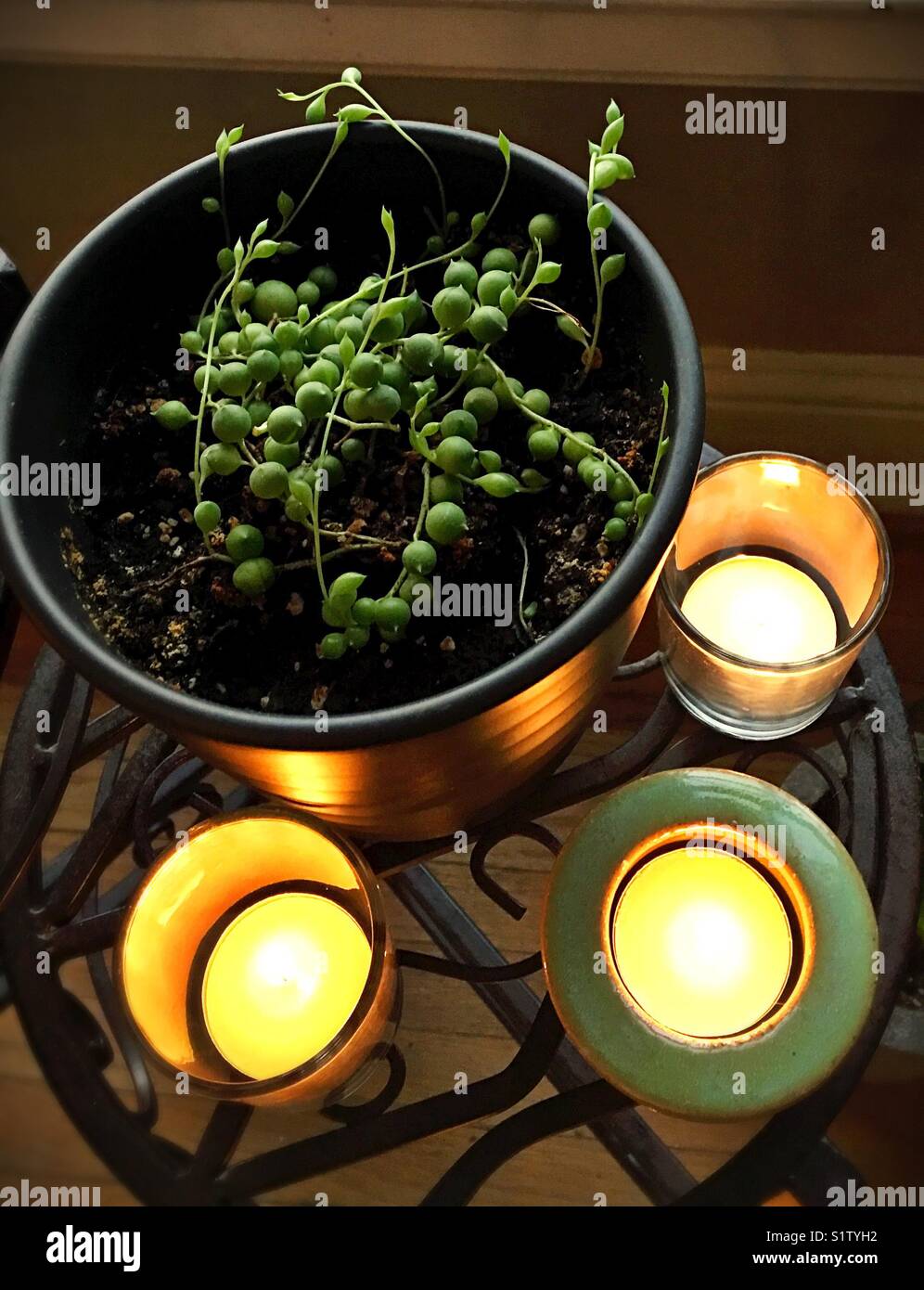 String of pearls plant hires stock photography and images Alamy