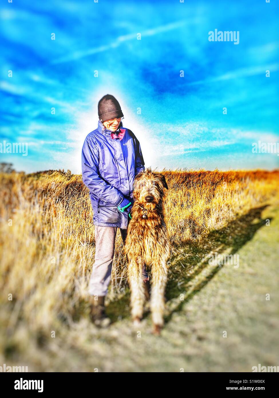Deerhound - Smartphone Captured Stock Image