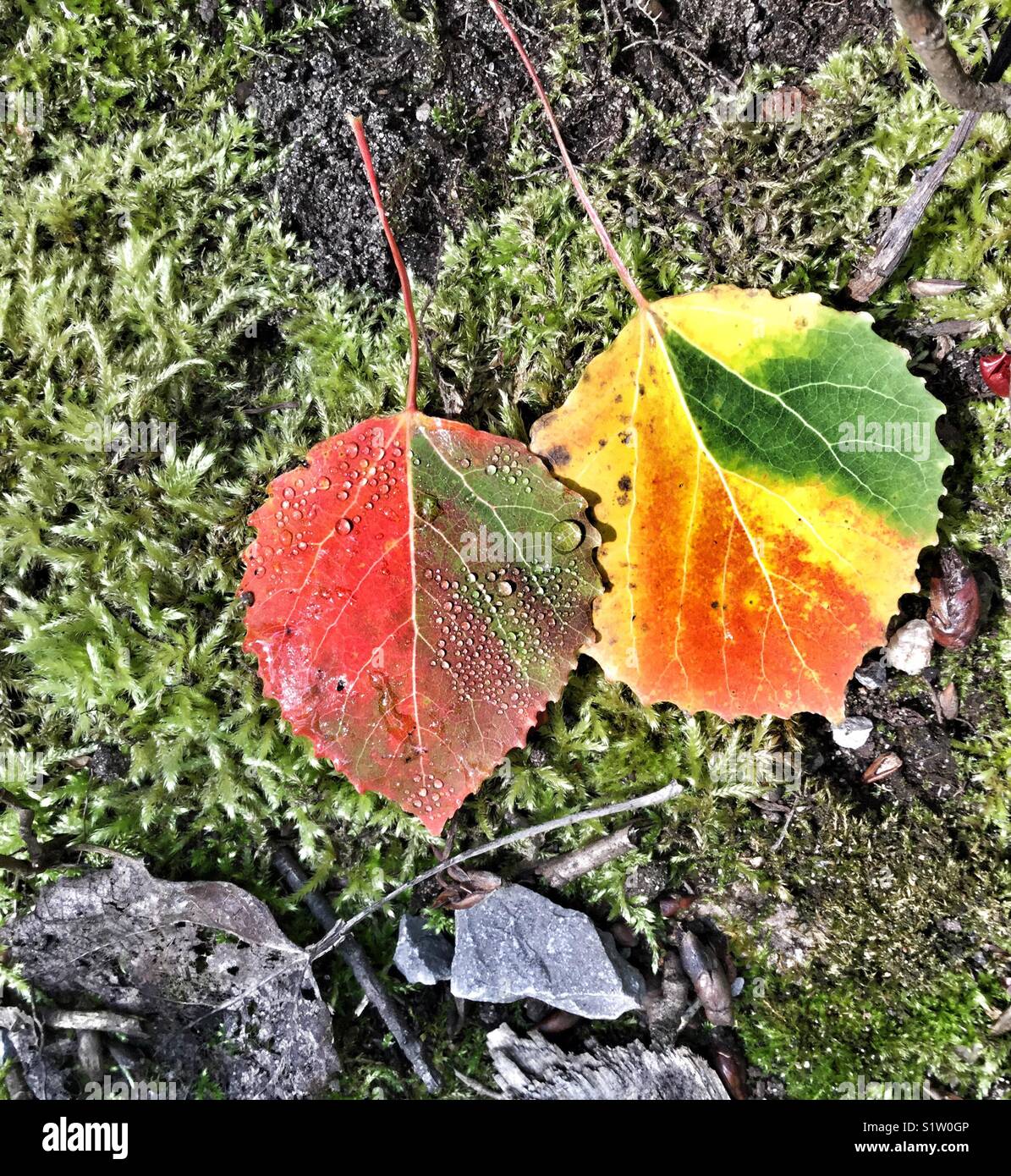 Dew drops on autumn leaves. - Smartphone Captured Stock Image