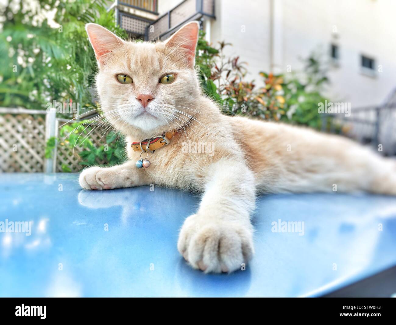 Cat lying on a car roof and looking at the camera. - Smartphone Captured Stock Image