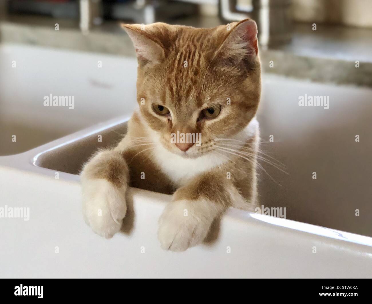 Cat Spying in a Sink Stock Photo
