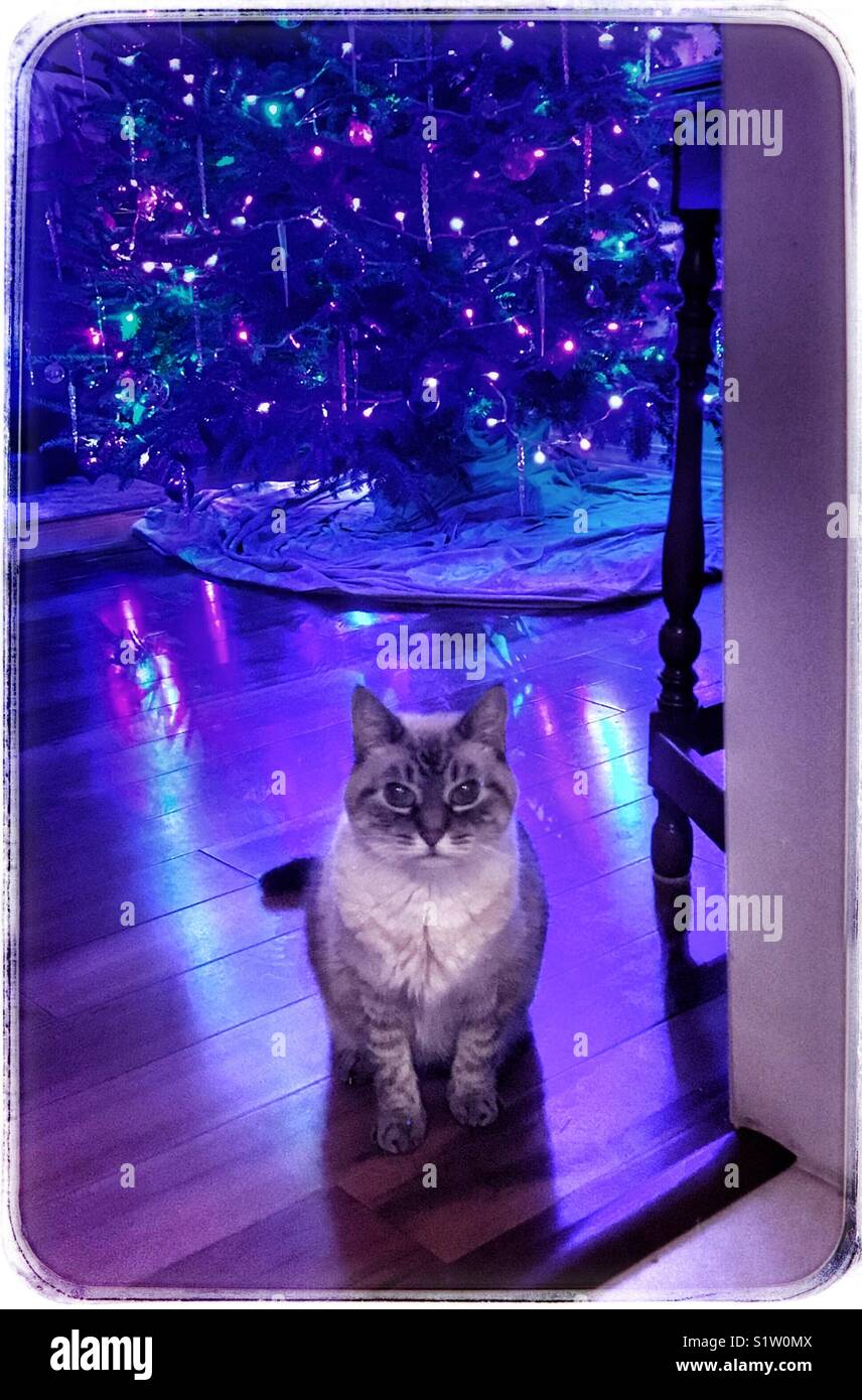 A cat patiently waiting for Christmas, decorated tree in background - Smartphone Captured Stock Image