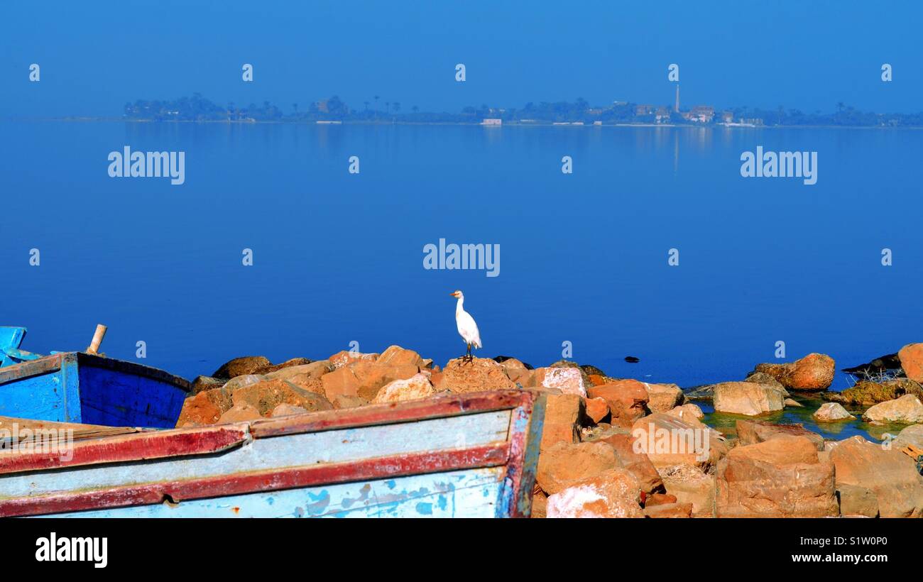 Egyptian cattle egret on rocks of a lake - Smartphone Captured Stock Image