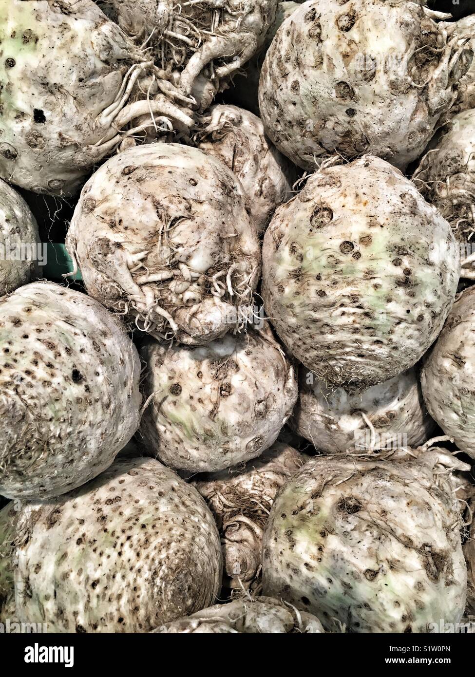 Celery Bulb High Resolution Stock Photography and Images Alamy