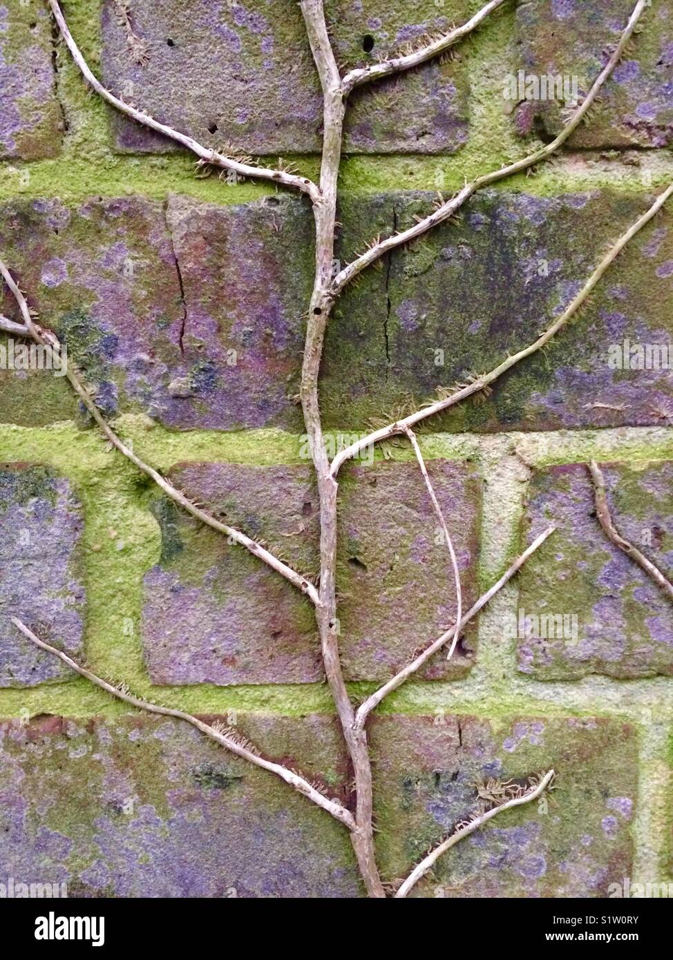 Winter stalk on brick wall Stock Photo