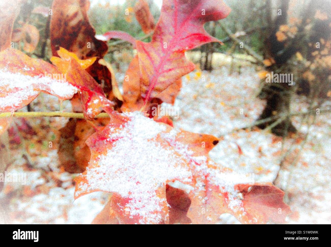 First snowfall in December, North Carolina Stock Photo Alamy