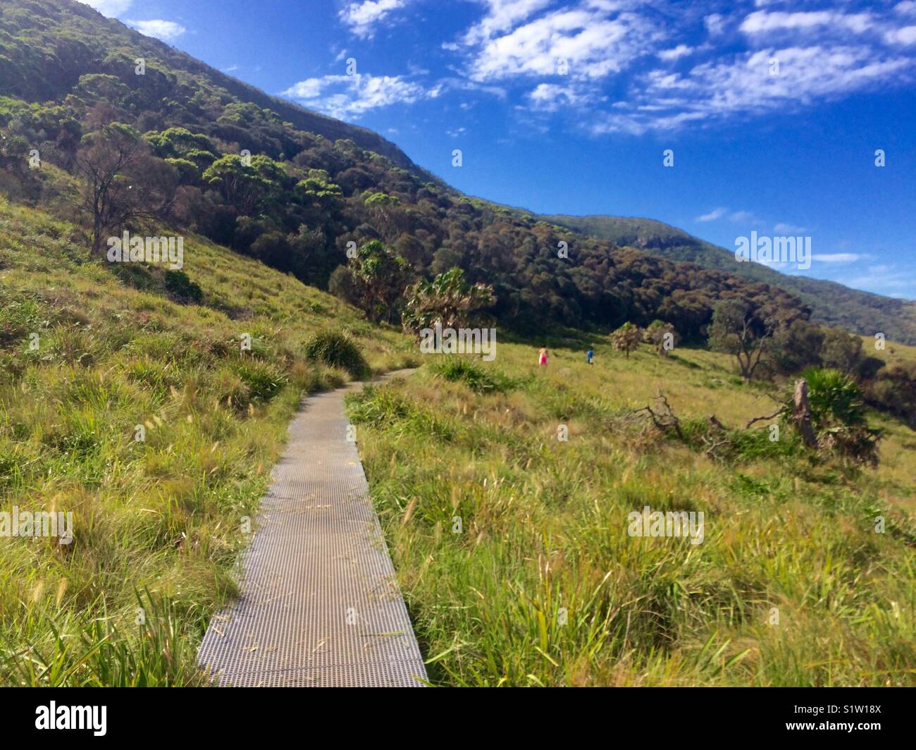 Path in royal national park Stock Photo Alamy