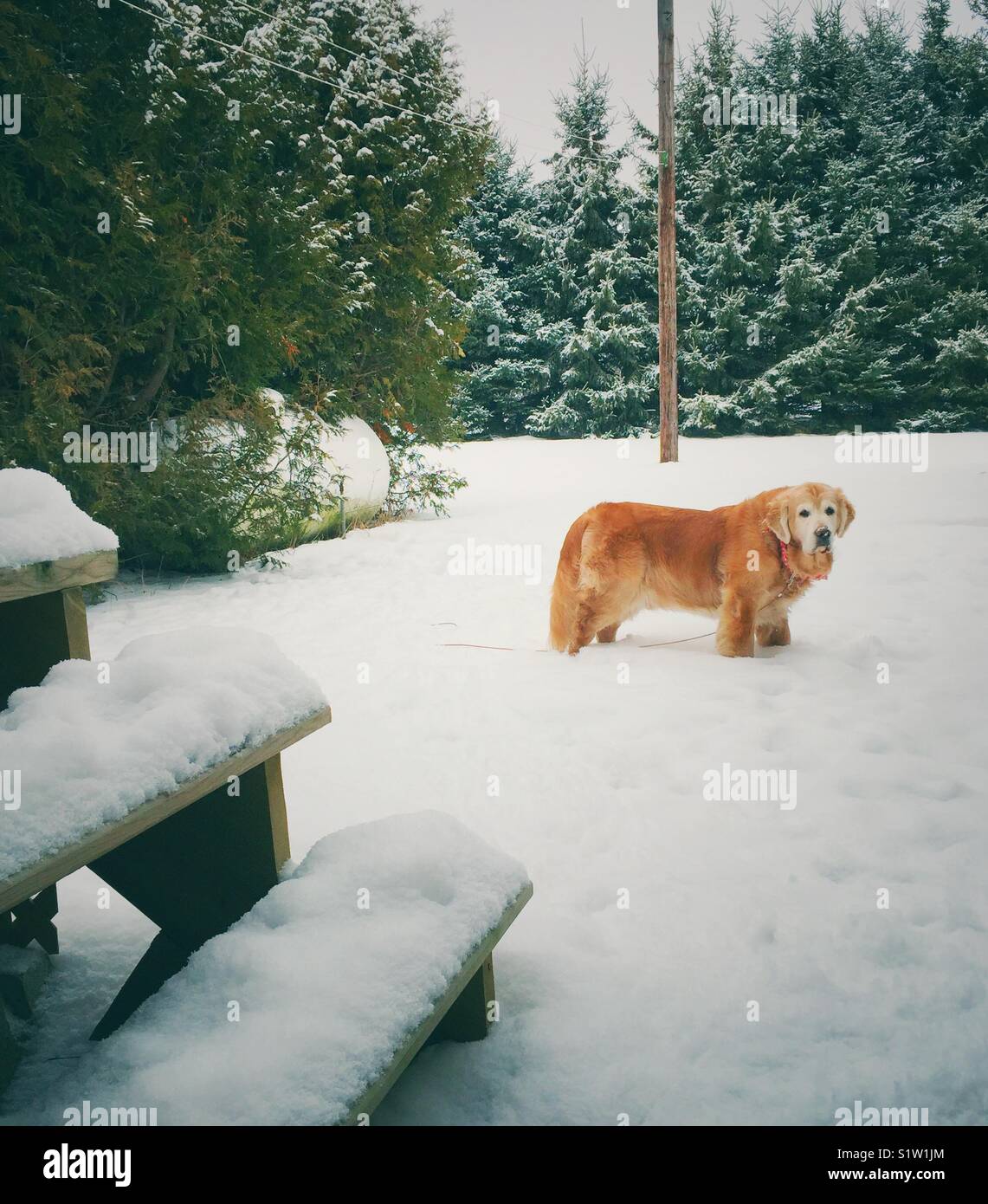 Golden Retriever dog standing in deep snow with snow covered trees in the background - Smartphone Captured Stock Image