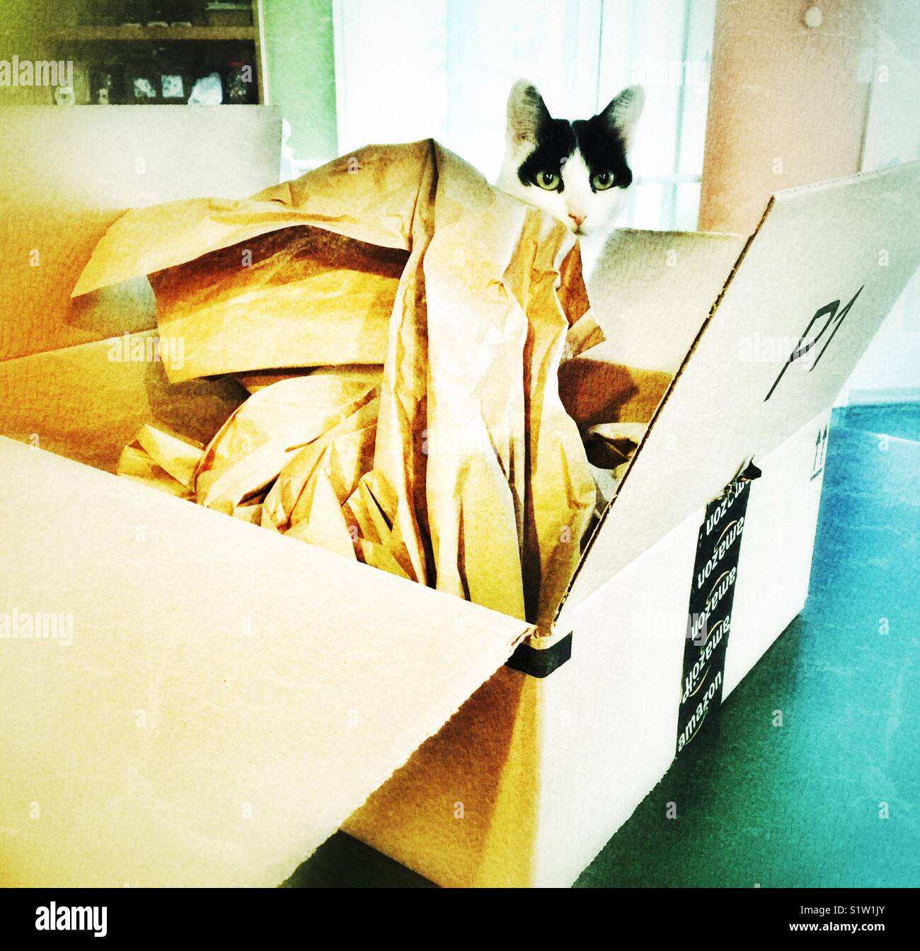 Pet cat in just unpacked Amazon Prime box with packing paper - Smartphone Captured Stock Image