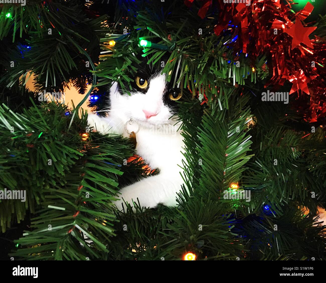Cat in the Christmas tree Stock Photo