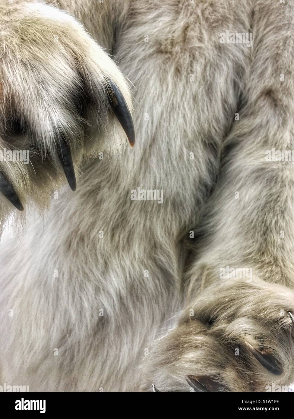 Polar bear attack claws and fur Stock Photo