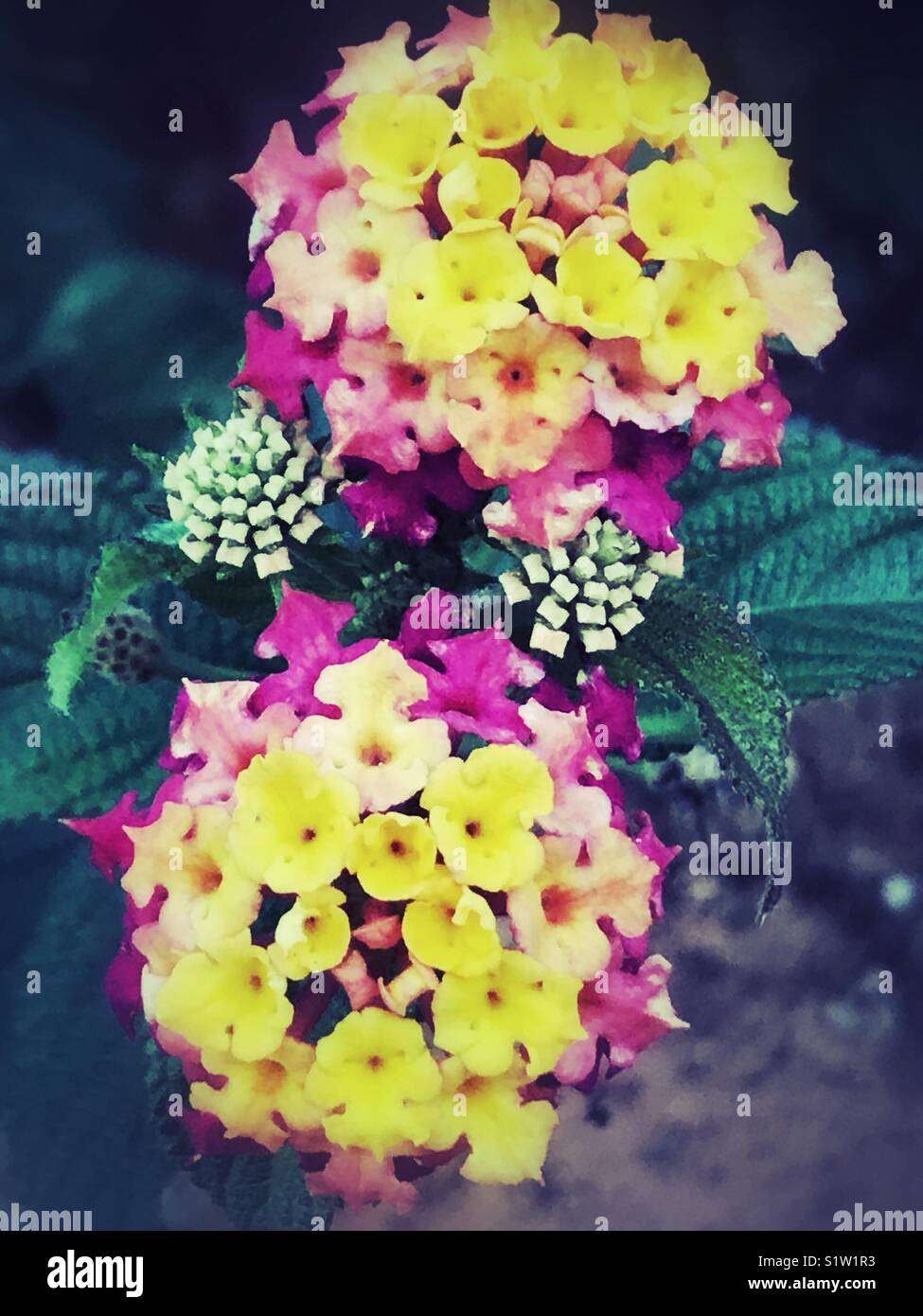 Yellow pink Lantana Camara flowers Stock Photo