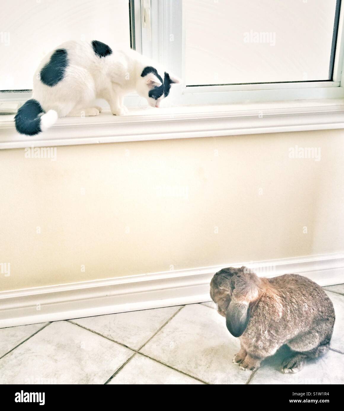 Brown French Lop bunny rabbit on tile floor looking up at white and black cat sitting on windowsill - Smartphone Captured Stock Image