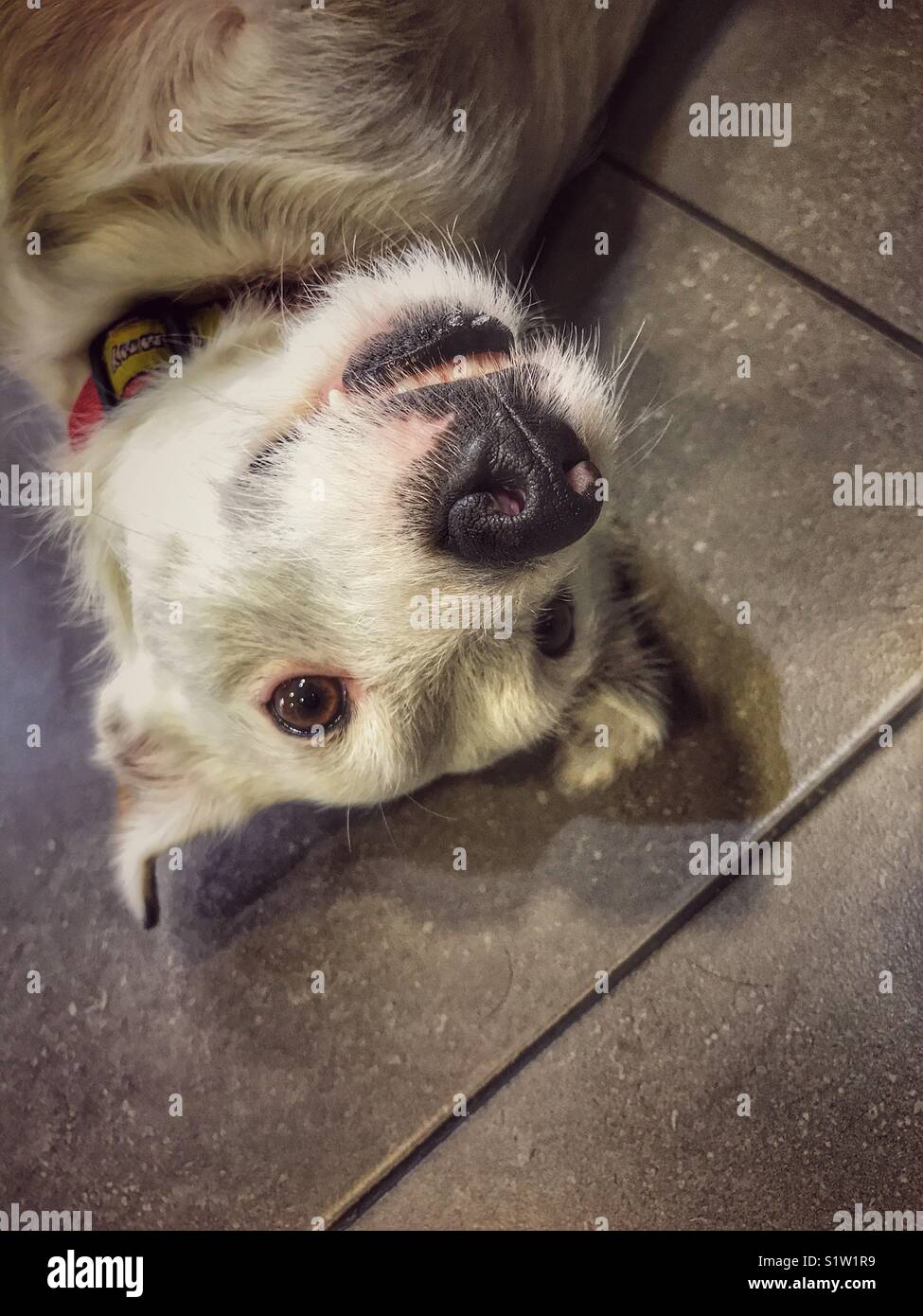 Dog, lying on his back - Smartphone Captured Stock Image