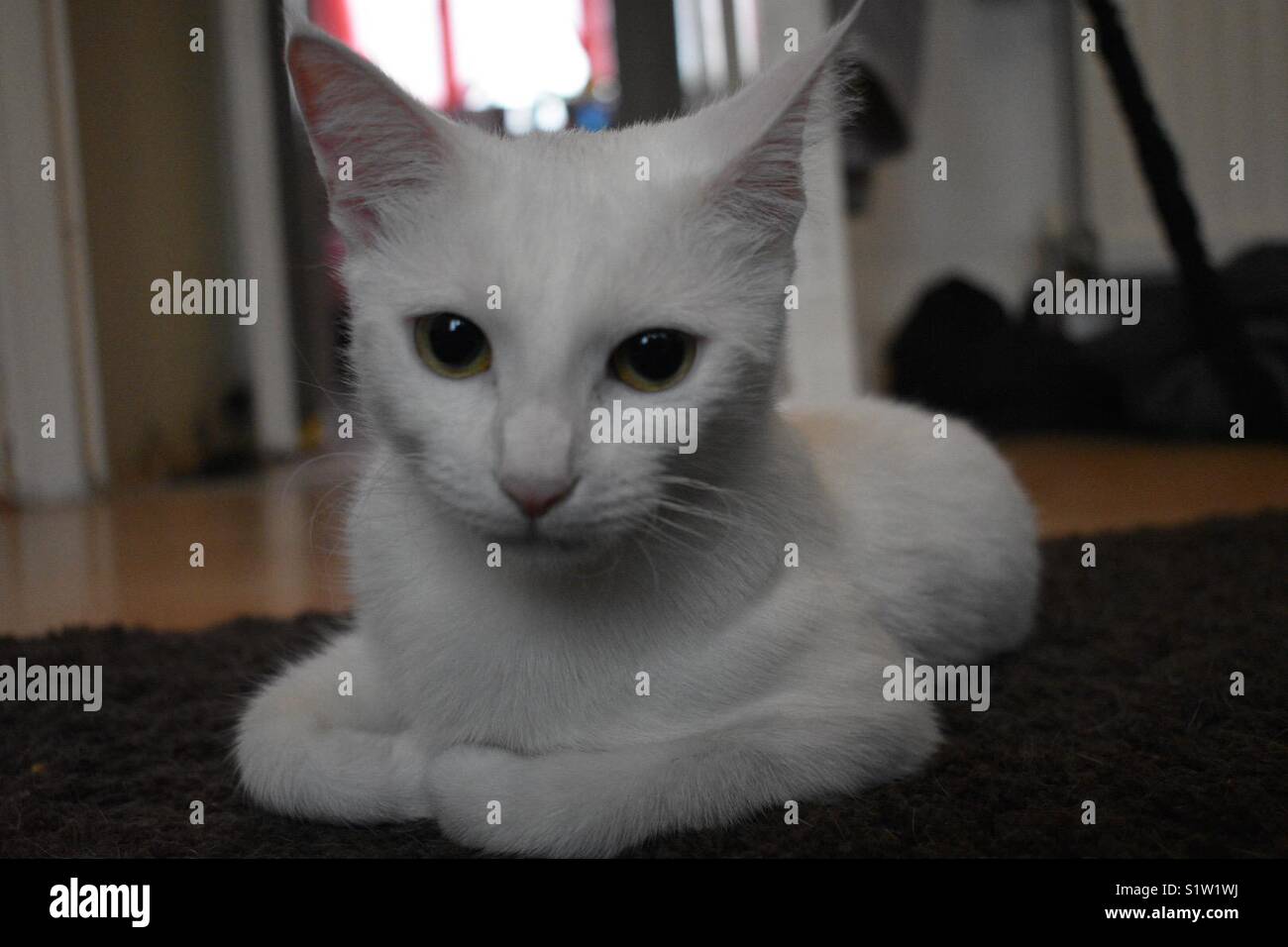 All white cat Stock Photo Alamy