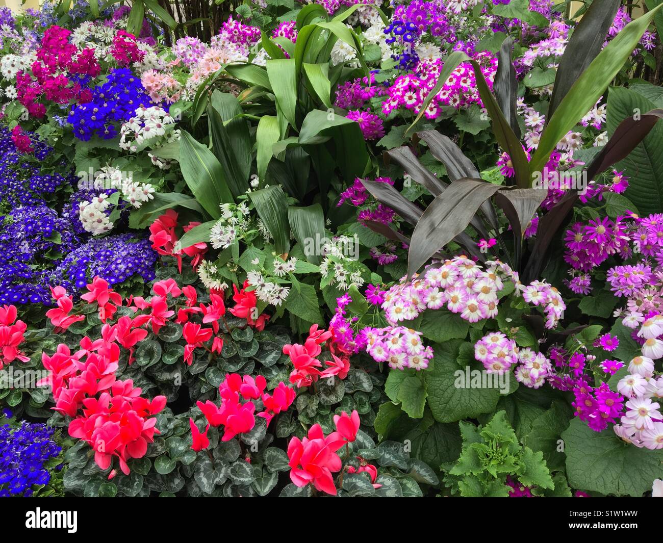 Garden bed of flowering cinerarias and cyclamens plants Stock Photo