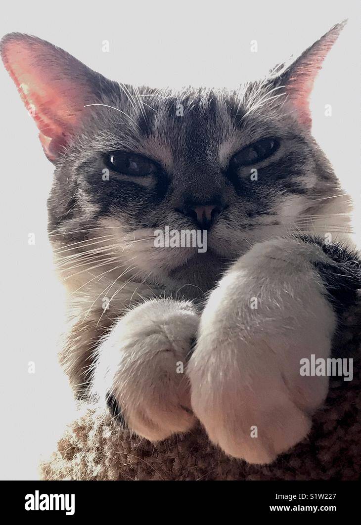 Snowshoe hotsell tabby mix