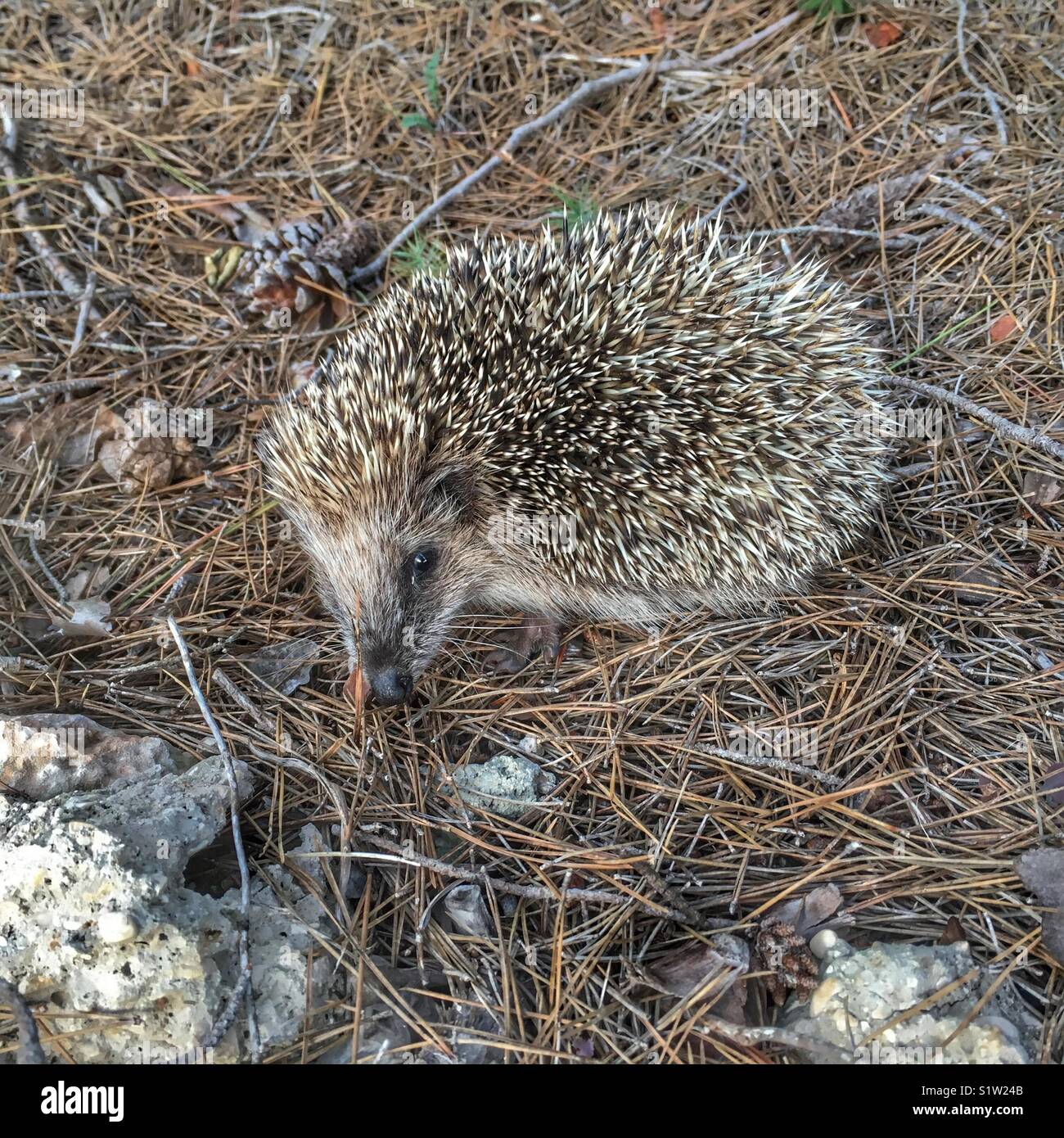 Hedgehog on the ground in a pine forest, Spain - Smartphone Captured Stock Image