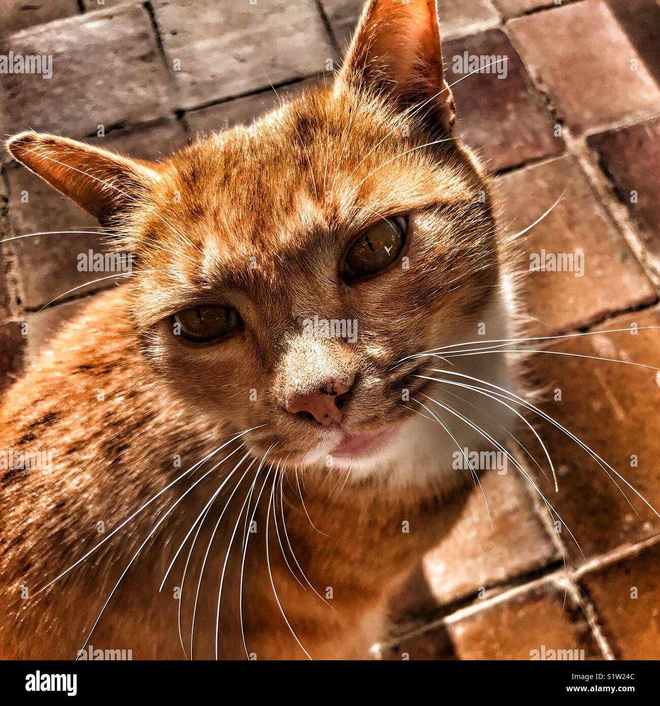 Ginger tom cat portrait Stock Photo