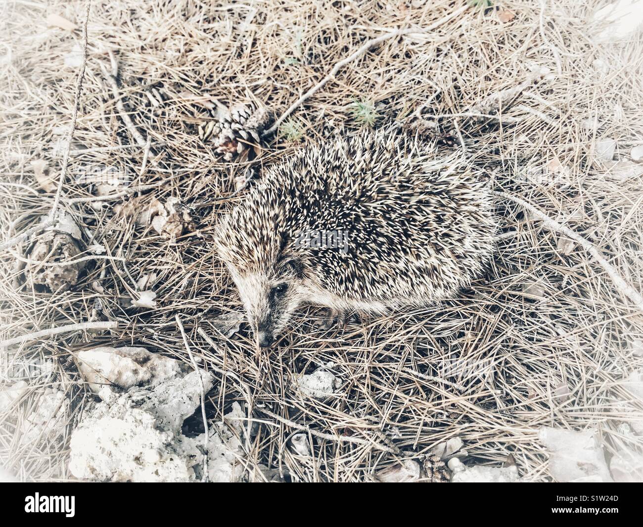 Hedgehog on the ground in a pine forest, Spain - Smartphone Captured Stock Image
