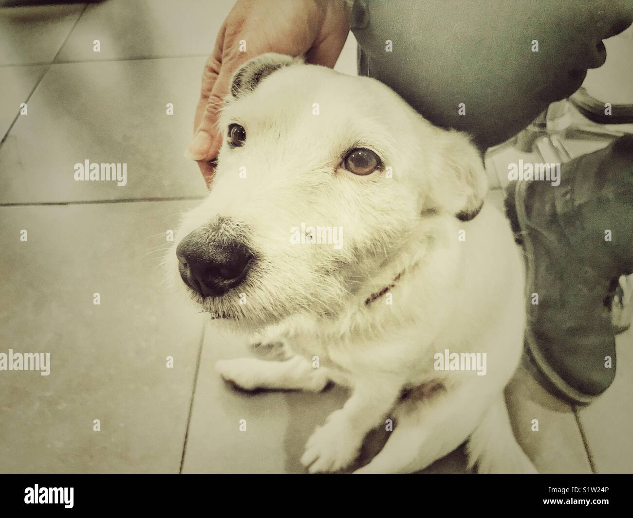 Woman patting a white Jack Russell terrier, indoors - Smartphone Captured Stock Image