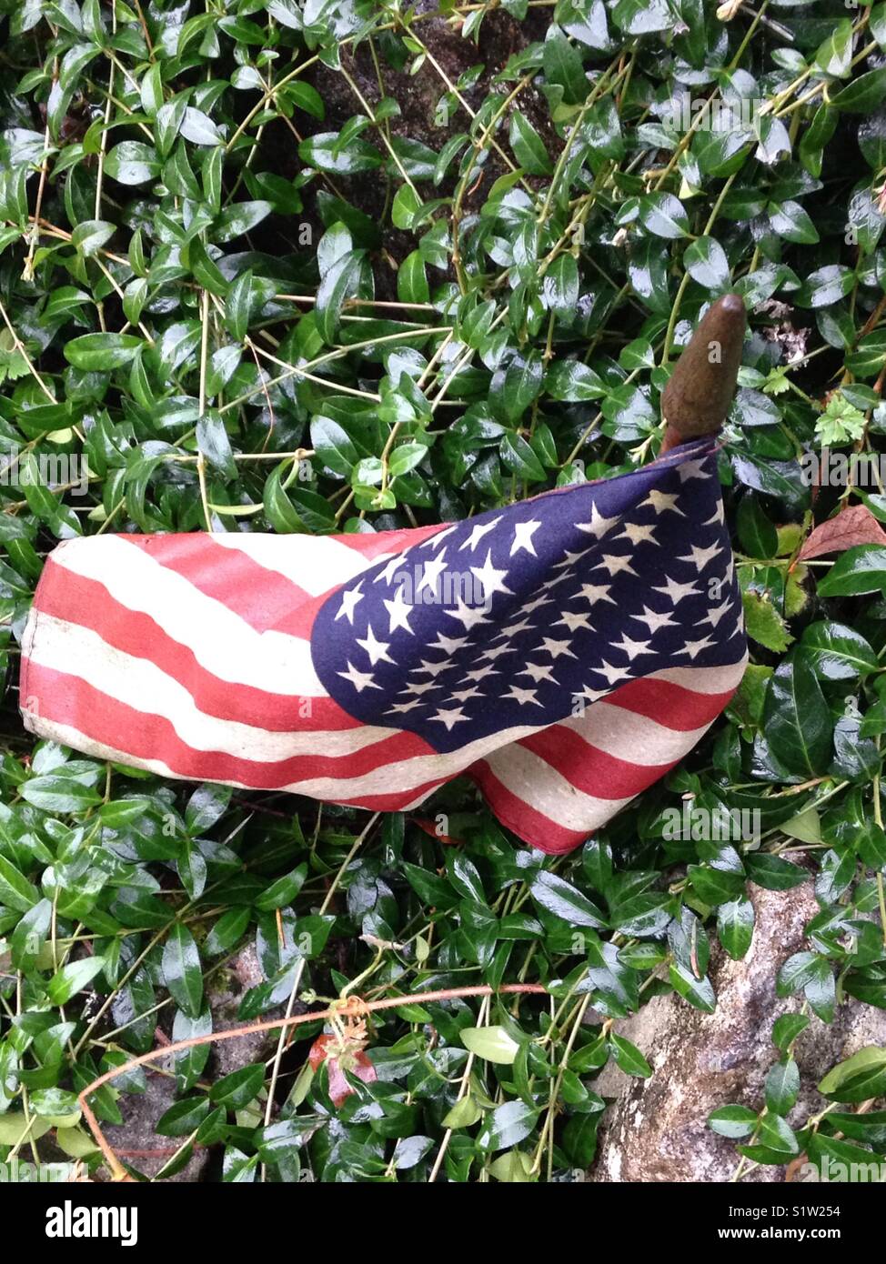 A wet American flag among foliage, from above Stock Photo Alamy