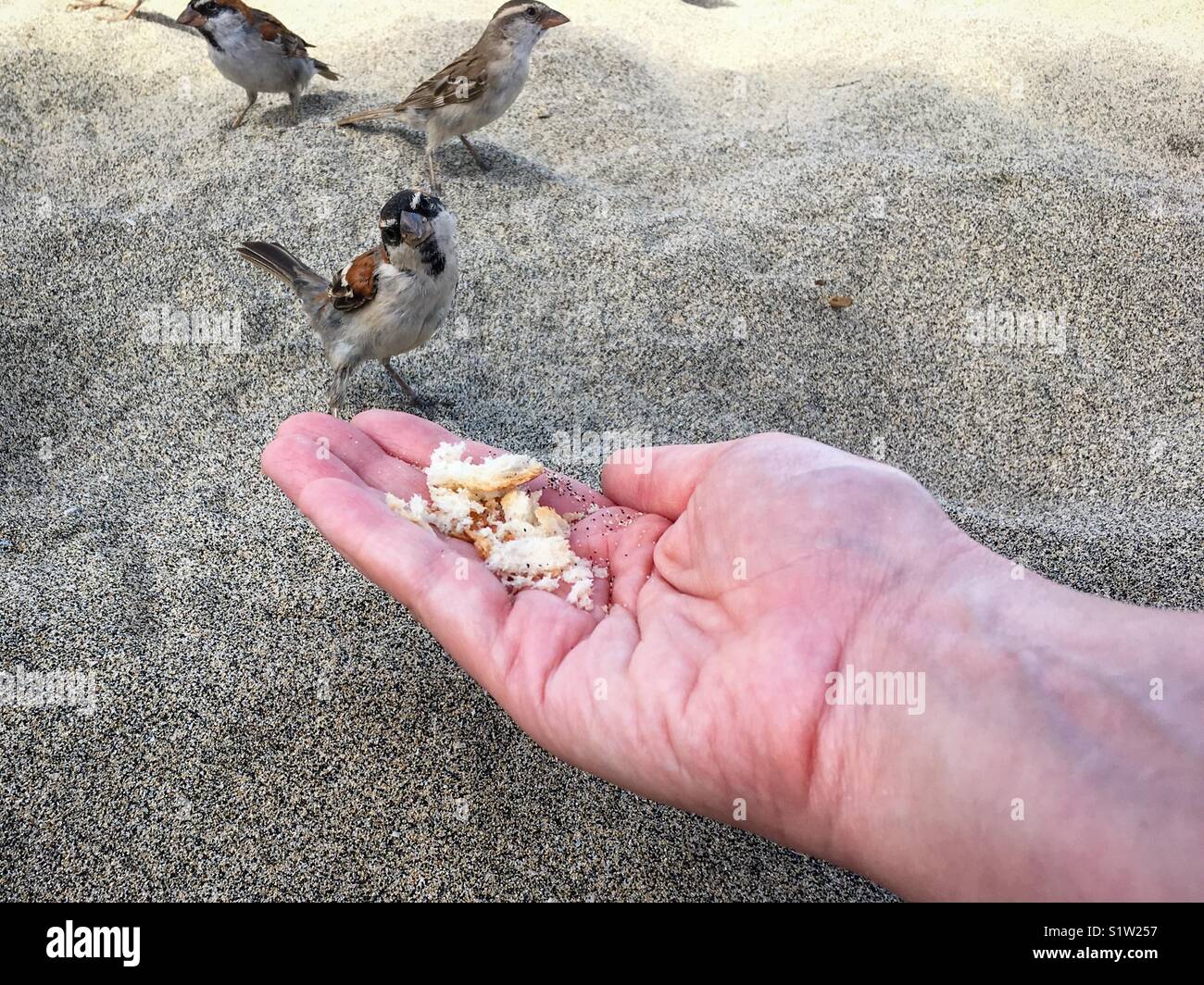 Iago Sparrow from Cape Verde Looking quizzically at the camera whilst perched on a woman’s hand and eating bread - Smartphone Captured Stock Image