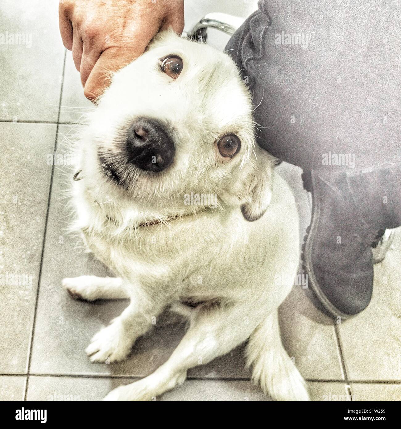 Woman patting a white Jack Russell terrier, indoors - Smartphone Captured Stock Image